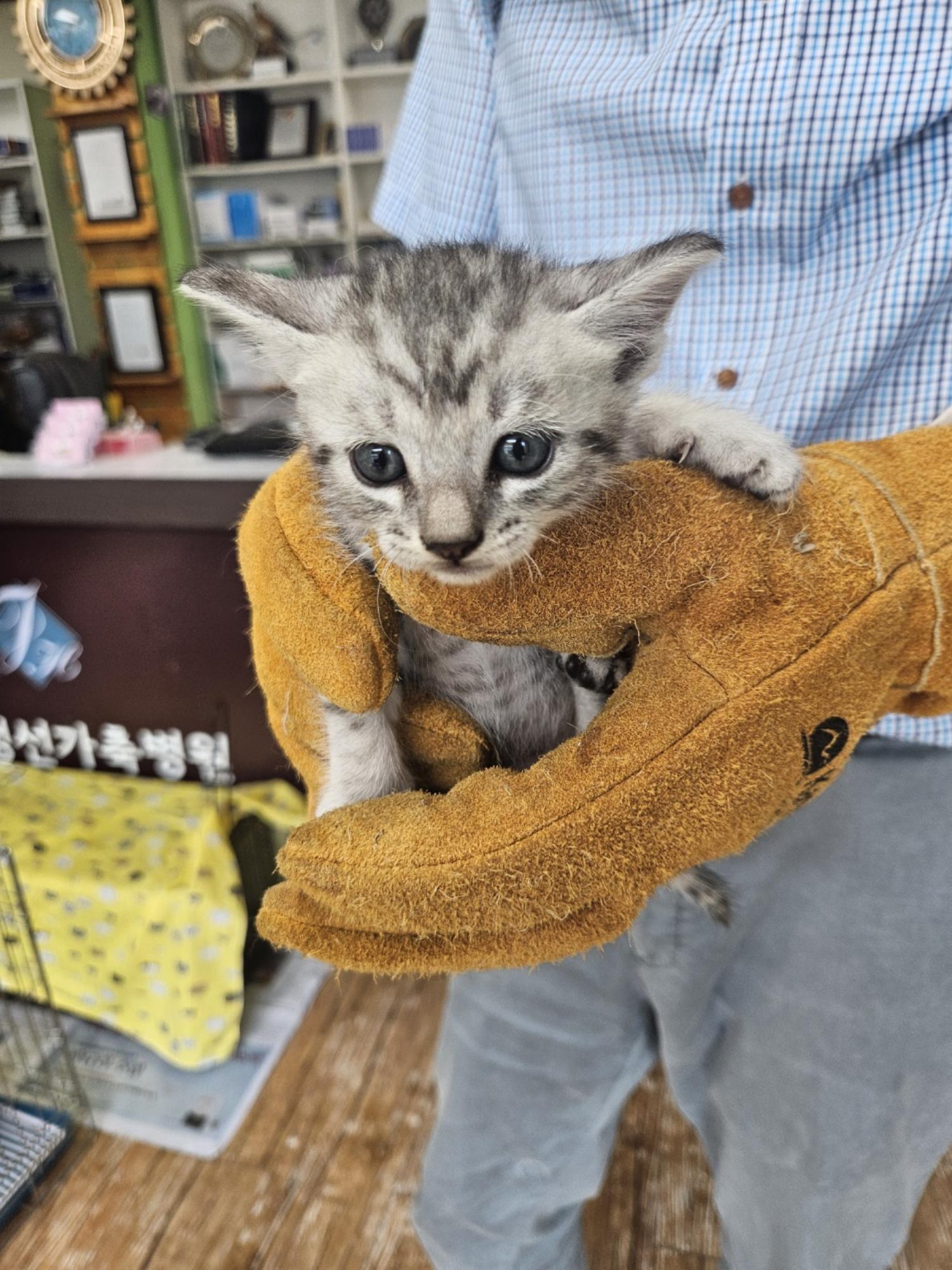 [고양이] 믹스묘 강원-정선-2024-00497 유기동물 배경 이미지 입니다.